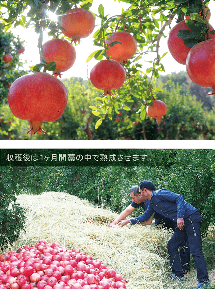 Esthe Pro Labo ZAKURO ZYME PASTE石榴酵素醬
