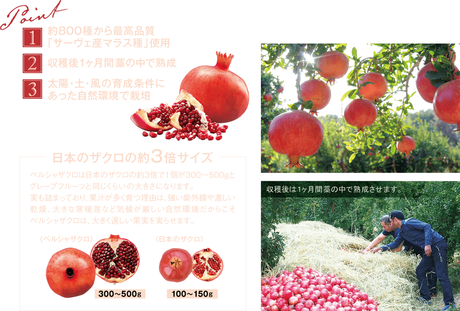 Esthe Pro Labo ZAKURO ZYME PASTE石榴酵素醬